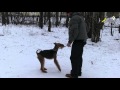 Собака кусает за руки во время игры, как отучить и надо ли отучать
