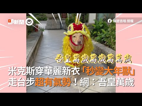 米克斯穿華麗新衣「秒變大年獸」走台步超有氣勢！網：吾皇萬歲｜舞獅｜皇帝出巡