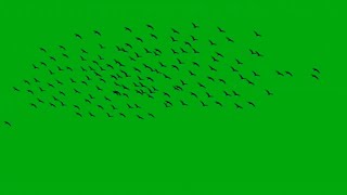 Many Birds In Sky Green Screen