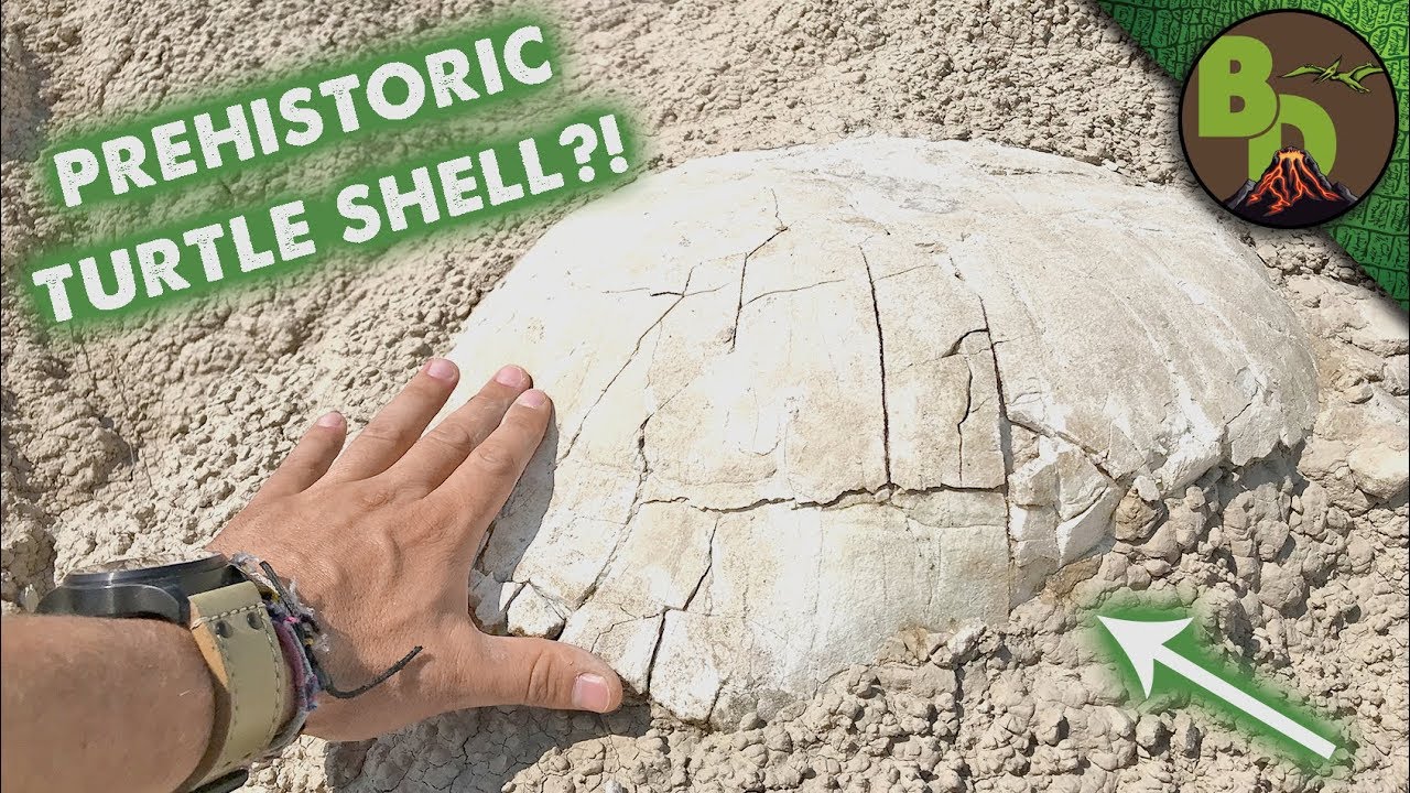 Unearthing a Prehistoric Turtle!