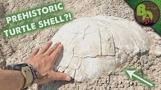 Unearthing a Prehistoric Turtle!