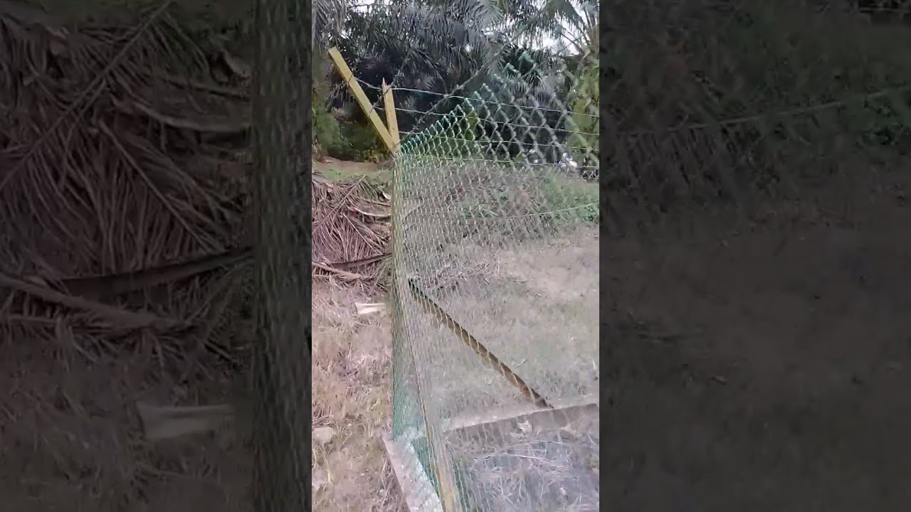 pemeriksaan rumah burung walit