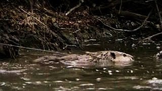 Old School: Resetting A Snare Set For Trapping Beavers