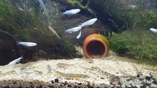 ガサガサ　念願のシマドジョウGET! メダカ　ヌマエビ　カマツカ　シマドジョウ水槽