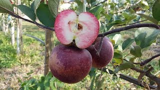 Яблоня Байя Мариса Описание Сорта Фото