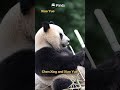 【Pandas' World Travel】The Giant Pandas On A New Round Of Cooperation In Malaysia | iPanda #shorts