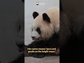 【Pandas' World Travel】The Giant Pandas On A New Round Of Cooperation In Malaysia | iPanda #shorts