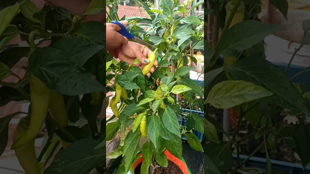 Sweet banana chilli harvesting at home garden 