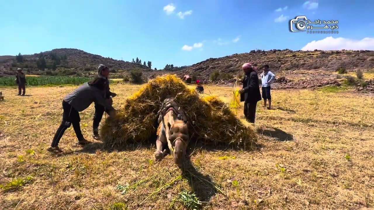 @موسم الحصاد  مع صوت معينه جميل في ريف محافظة إب | جبل الشعر إب اليمن | اليوم 👇👇👍👍👍🐪🐪🐪🐪 مع الجمال 