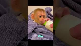 Will This Tiny Baby Monkey Survive? 🥺