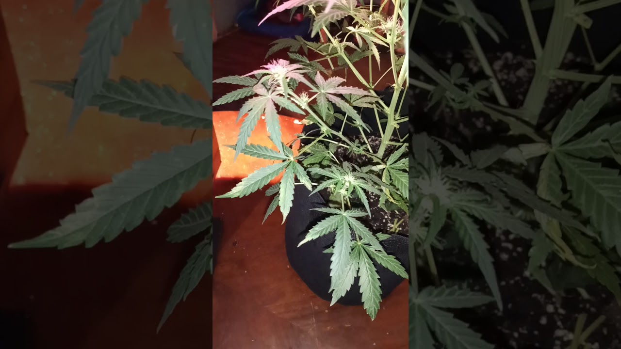 Autoflower 🍒 Cherry Bomb (Bomb Seeds) For audience(21+ or older)