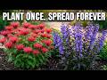 Plant These in APRIL! 9 Fast-Spreading Perennials for a LUSH Landscape AL Year Round