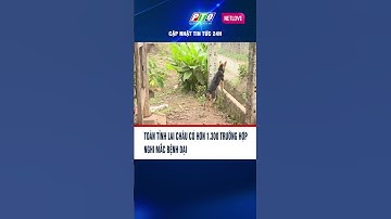 Toàn tỉnh Lai Châu có hơn 1.300 trường hợp nghi mắc bệnh dại  | PTQ #shots