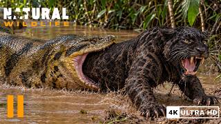 Jaguar: Lord of Land and Water in the Amazon | Amazon Wildlife Documentary