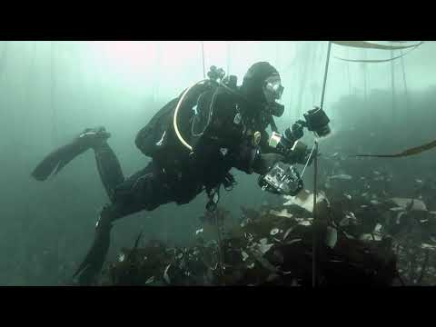 Gods Pocket Diving October 2019