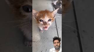 #cat #cute #kitten #straycat #animation #cartoon #funny #miaw #miawmiawtrend #kucingsedih #mycat
