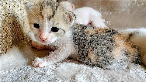 Watch the video about New born kittens meowing loudly for mom