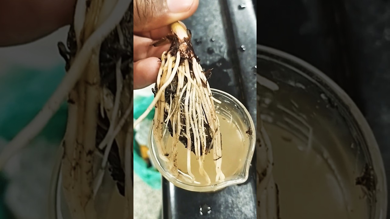 Taro plant seedlings preparing 