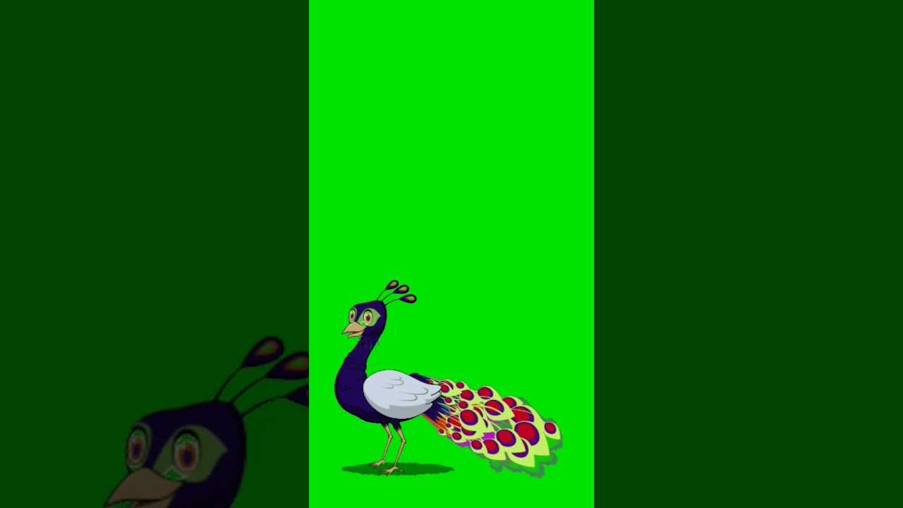 Peacock green screen🦚 