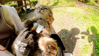 ボランティアさんのひざの上で大人しくブラッシングされる長毛猫