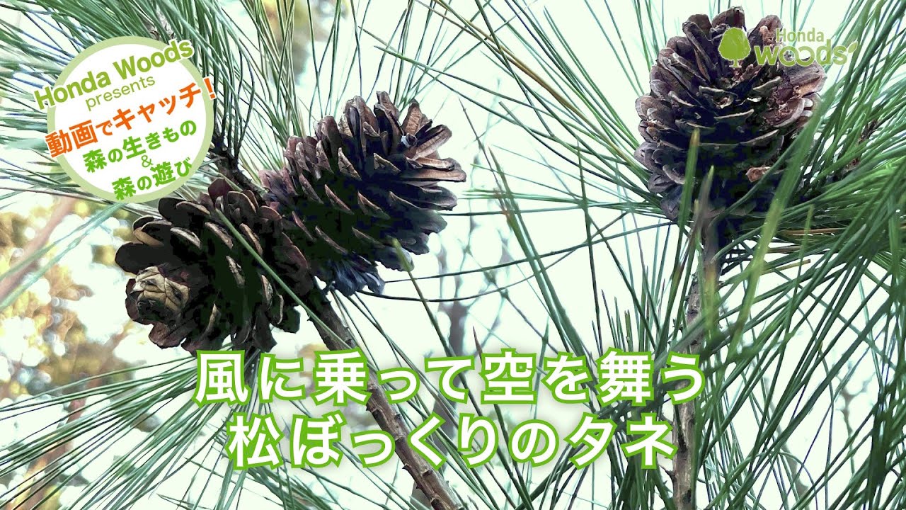 森の達人に学ぼう｜HondaWoods 元気な森を次世代のために、地域のために。