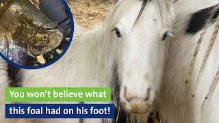 You won’t believe what this foal had on his foot!
