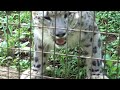 ユキヒョウ少年フク　夏の遊びとネコ休み 2020.8月 Snow Leopard Cub