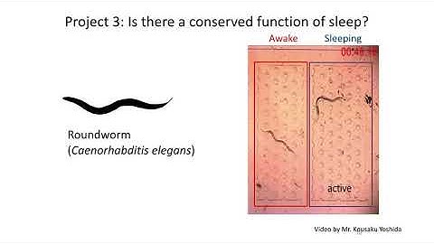 HAYASHI  Laboratory / International Institute for Integrative Sleep Medicine (WPI-IIIS)