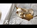 子犬と子猫がひたすらイチャイチャするだけの動画