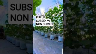 What's the difference between subsidized and non-subsidized fertilizer? #shorts #melonfertilizer ...