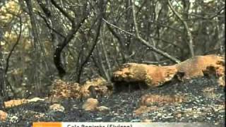 Extingit Lincendi De Cala Benirràs