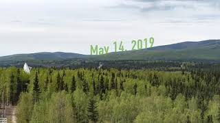 Green Up In Fairbanks Alaska - Uaf Geophysical Institute