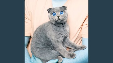 Spacious Ambiance for Lazy Cat Days