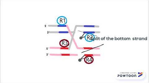 Mechanism of tyrosine recombinases (UCD BMOL20090)