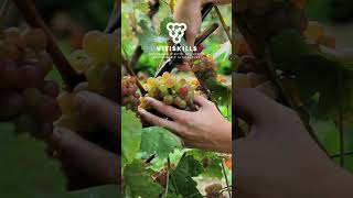 Enhance your skills in Viticulture Data Management!