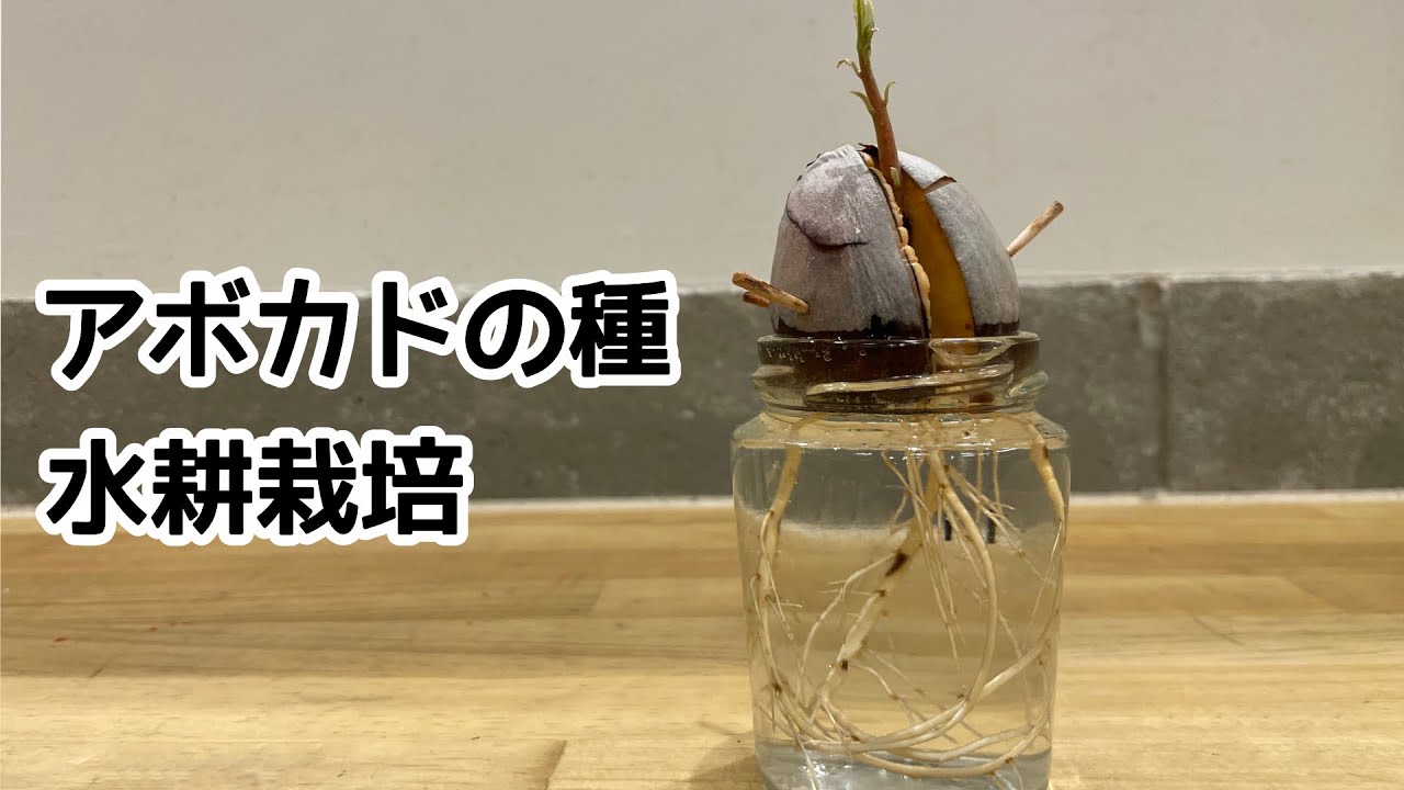 【一点物】アボカド（種）とパラフィンジェルで作った「清涼 金魚鉢」 自宅で簡単にできるアボカド水耕栽培（中間報告） - YouTube