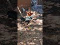 Galo novo na criação místiço de indo gigante e mostrando os pintinhos #sitio #aves #galinha #agro