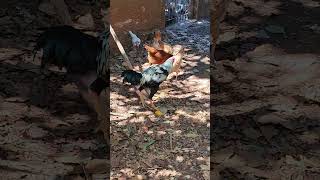 Galo novo na criação místiço de indo gigante e mostrando os pintinhos #sitio #aves #galinha #agro