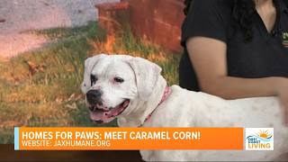 Homes for Paws | Meet Caramel Corn!