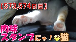 【573,574日目】肉球スタンプにゃ！な猫【かわいい・面白い】～The growth record of my cute cat, Nike day 573,574