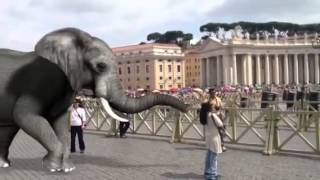 Elephant Brought To Vatican City For Entertainment