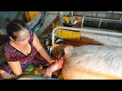 Video Đỡ Đẻ Cho Heo Nái Cách Móc Heo Nái Đẻ Khó Chuyên... - youtube
