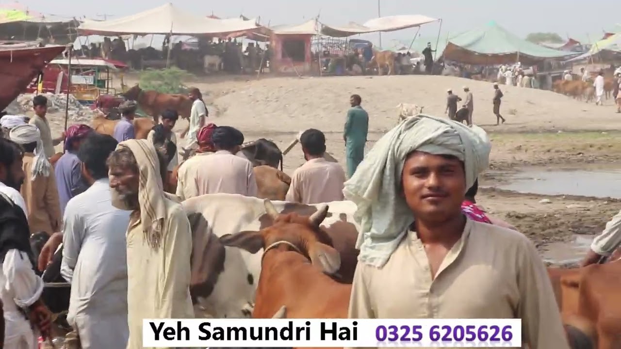 Jhang Animal Market
