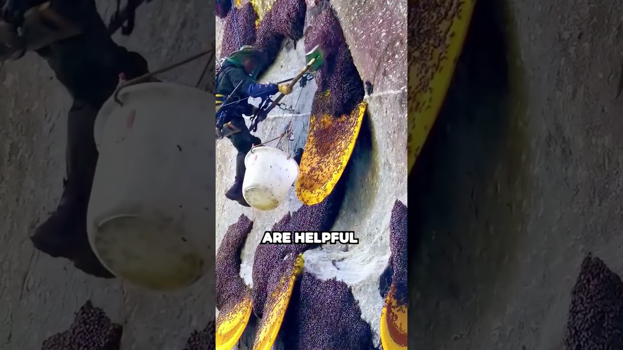 Why Do We Love Bees but Hate Wasps? | The Real Reason      #BeesVsWasps