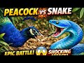 🦚 Peacock vs Snake 🐍 | Dangerous Fight in Forest 😱🔥 #trending #birds #animals #shortsfeed 