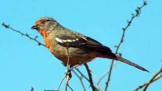 Cortarramas Cantando Sonido para Llamar El Mejor