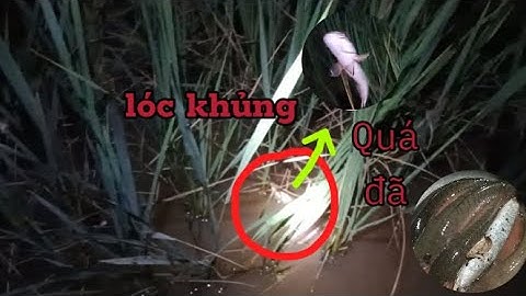 #5 cắm câu cá lóc - ngày bội thu || Fishing for snakehead fish || Quenvlog