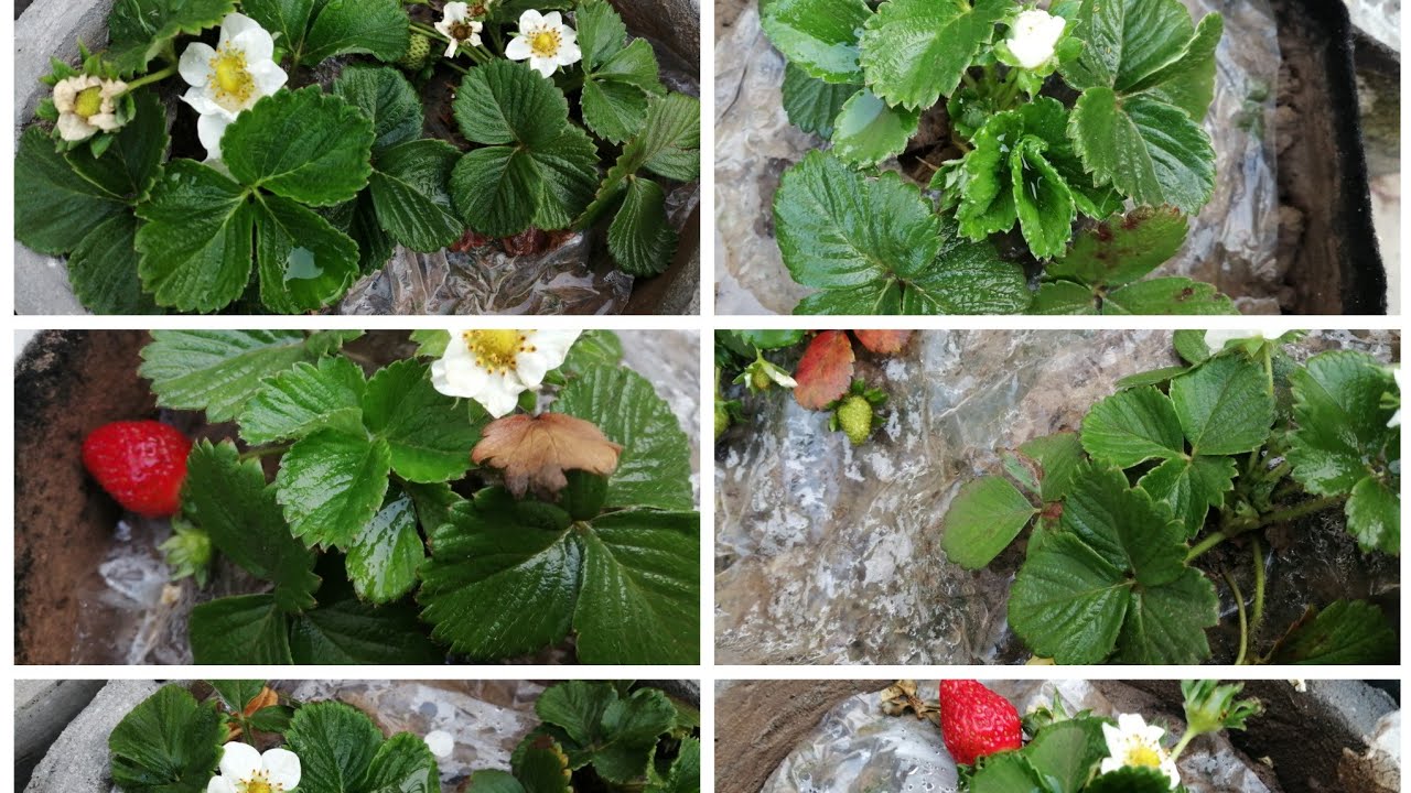 How to grow Strawberry /Kitchen Gardening/Strawberry Mulching and Care