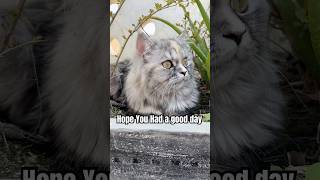 Hope you have a good day😸 #catshorts #funnycat  #catvideos #cutecat #viralshorts #cute #kitten #cat