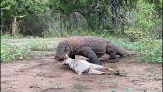 Komodo aggressively hunting goats with brutal